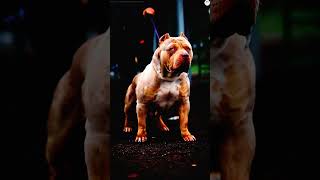 Pitbull vs English mastiff Aggressive Height bite force running speed ect comparison shorts new [upl. by Cathee792]