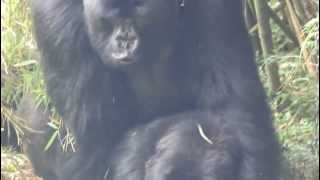 Mountain Gorillas mating Rwanda [upl. by Swisher]