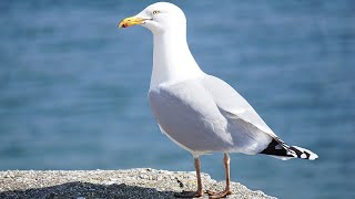 100 PURE SEAGULLS NOISE SOUND OF NATURE 10h [upl. by Eshelman]