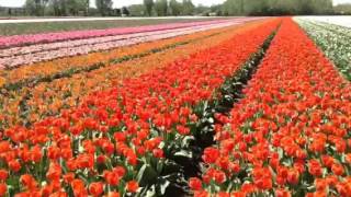 Champ de tulipes à Jonquières Vaucluse le 14 avril 2016 [upl. by Annua193]