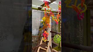 Sun Conure Aratinga solstitialis Petco yulee florida bird popular coloration disposition [upl. by Bauer24]