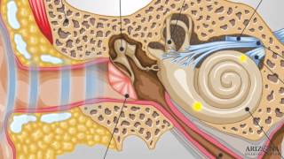 How The Ear Works [upl. by Carlynne]