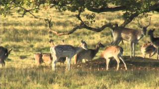 FALLOW DEER RUT [upl. by Nnylharas382]