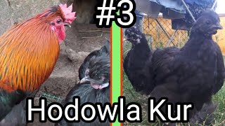 Kurczaki dorosły  Hodowla Kur  3 [upl. by Tselec374]