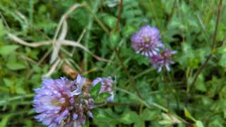 Red Clover  Trifolium pratense  herb in Hindi [upl. by Primavera]