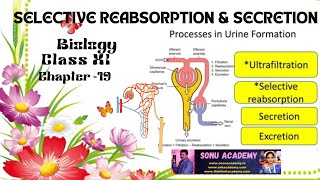 Selective Reabsorption amp Secretion  Chap  19  class11 biology neet education [upl. by Aleda]