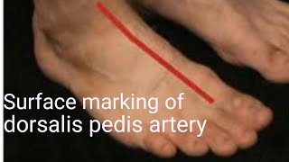 Surface marking of dorsalis pedis artery  Anatomy of dorsalis pedis artery [upl. by Wendin696]