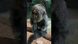 cute little pygmy marmoset  Cebuella pygmaea  in the Houston Zoo Texas USA animal monkey cute [upl. by Etsyrk]