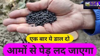 आम में बस एक बार कर दो आम से पेड़ झुक जाएगा 🥭 Best Mango Fertilizer  aam me khad kaise dalen [upl. by Ytsanyd]