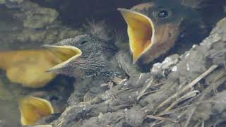 Jaskółka dymówka Hirundo rustica  cztery pisklęta w gnieździe 4K [upl. by Shadow899]