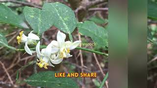 Life journey from lemon flower to fruit  time lapse  Inspiring Peacock [upl. by Wohlen]