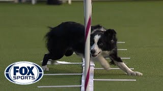 Best of the Agility competition from the 2020 Westminster Kennel Club Dog show  FOX SPORTS [upl. by Arzed]