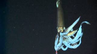 Scientists film giant squid in its natural habitat [upl. by Eilra]