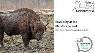 Rewilding at the Pleistocene Park [upl. by Idnew]