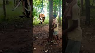 open elephant 🐘 catching jungle VFX funny my village jungle wildlife elephant animals naturevfx [upl. by Nnyleak]