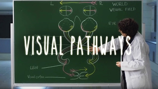 Neuroanatomy S1 E6 Visual Pathways neuroanatomy ubcmedicine [upl. by Icken]