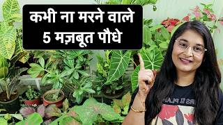 🔴TOP 5 EASY TO CARE  LOW MAINTENANCE PLANTS FOR BEGINNERS amp BUSY PEOPLE gardening hardyplant [upl. by Doble]