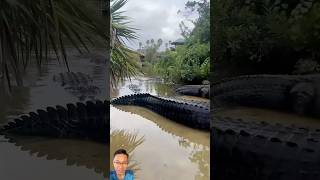 Met a lot of crocodiles while fishing fishing [upl. by Nrek]