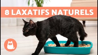 8 REMÈDES MAISON contre la CONSTIPATION chez les CHATS 🐱🐾 Que donner à un chat constipé [upl. by Natividad]