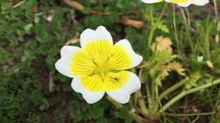 Geelwitte moerasbloem Limnanthes douglasii  20170516 [upl. by Terrye]