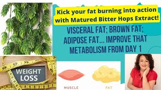 LOSING FAT IN OUR BODIES metabolisism WHAT FAT CONTAINS HCG and Matured Hops Bitter Extracts [upl. by Convery]