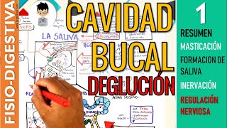 FISIOLOGIA de la CAVIDAD BUCAL MASTICACION Formación de SALIVA INERVACIÓN REFLEJOS  Digestivo [upl. by Barnabe]