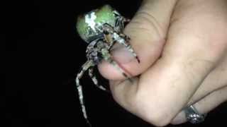 Giant Lichen Orbweaver Araneus bicentenarius [upl. by Bellew]