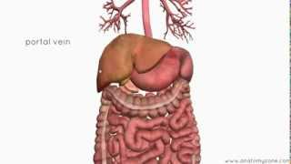 Introduction to the Digestive System Part 4  Accessory Organs  3D Anatomy Tutorial [upl. by Ellegna853]