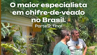 O MAIOR especialista em Chifredeveado no Brasil O Sr Platycerium Parte 2 [upl. by Nnaoj10]