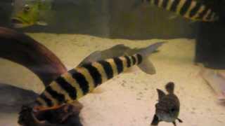 Leporinus fasciatus 35 cm [upl. by Harbird]