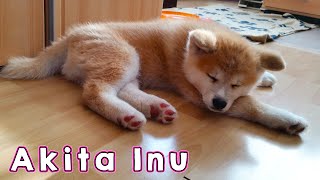 AKITA INU  The Life Of A Japanese Akita Puppy  秋田犬 [upl. by Acinorahs]