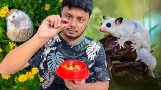 নিশাচর পোষা কাঠবিড়ালির পছন্দের খাবার  Sugar Glider Food ornofpets [upl. by Adnawal891]