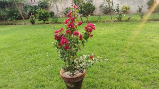 Rapid Growth Tips Of Lagerstroemia  Crape Myrtle Care In Pot [upl. by Aikkin]