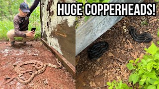 Finding HUGE Copperheads in Metro Atlanta Tin Flipping and Biking For Snakes in Georgia [upl. by Drehcir]