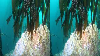 Dive 344 Point Lobos Middle Reef [upl. by Ahsimak]