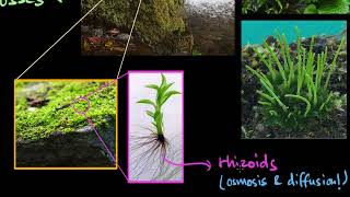 Bryophytes  Plant Kingdom  Biology  Khan Academy [upl. by Ayomat781]