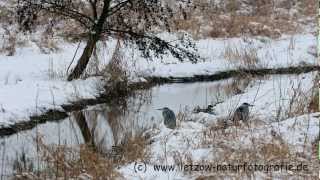 GraureiherBildershow Vögel in Deutschland [upl. by Sadowski]