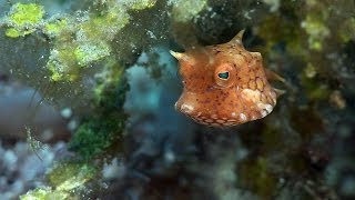 Mucky Secrets  Part 12  Boxfishes Puffers amp Porcupinefishes  Lembeh Strait [upl. by Nilhsa]