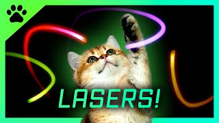 LE JEU LASER ULTIME  Parfait pour amuser chats et chatons [upl. by Thun513]