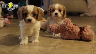 Cavachon Puppies [upl. by Moss]