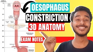 oesophagus anatomy 3d  constriction of oesophagus  esophageal constriction anatomy [upl. by Nahtahoj]