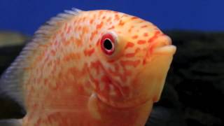 Heros severum red spotted [upl. by Atsirc547]