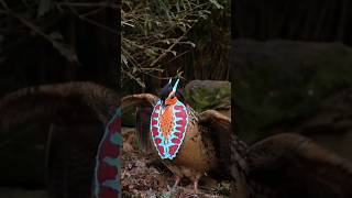 cabots tragopan temmincks tragopan Трагопан Габо трагопан Темминка nature sounds [upl. by Erny]