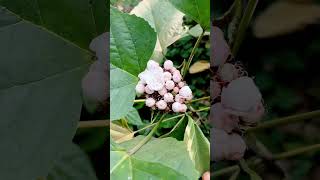 Clerodendrum chinense flower Mycam iPhone shotoniphone youtubeshorts flowers naturevideos [upl. by Ainnet]