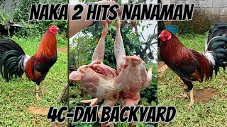 NAKA 2 HITS NANAMAN PO TAYO  4CDM BACKYARD  GAMEFOWL BREEDERS  GAMEFOWL BREEDS [upl. by Coridon]