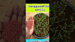 coriander seed growingshortvideo viralshorts gardening boogarden plants garden [upl. by Agripina]