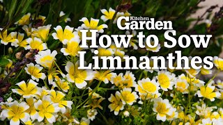 How to Sow Limnanthes [upl. by Iot936]