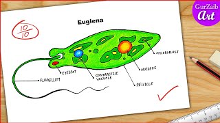 Euglena Diagram drawing CBSE  easy way  Labeled Science projects  for beginners [upl. by Lehet479]