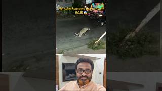 trending dog funny acting video 🤣🤣 funny comedy lyrics song blackscreen overlay love shorts [upl. by Akeret951]