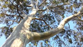 Spotted Gum tree  Corymbia maculata  Eucalyptus maculata HD 02 [upl. by Nerraj91]